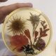 Lot 6 under glass botanical inclusion in resin genuine vintage flowers
