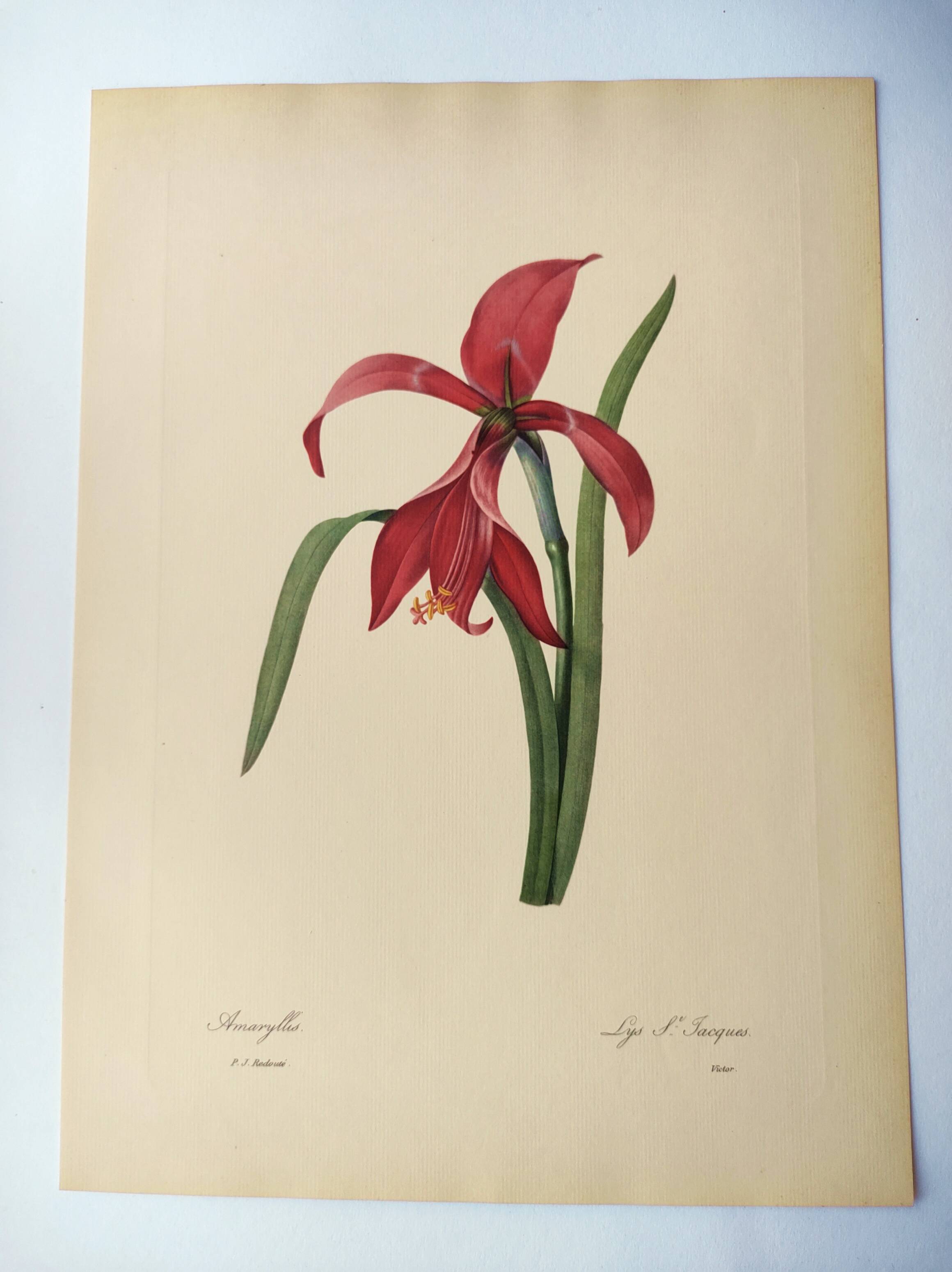 Antique botanical engraving -1955- Amaryllis - St. Jacques Lily- by PJ. Redouté. Vintage nature