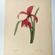 Antique botanical engraving -1955- Amaryllis - St. Jacques Lily- by PJ. Redouté. Vintage nature