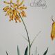 Planche botanique  Aloes