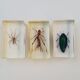 Lot de 19 insectes en inclusion résine