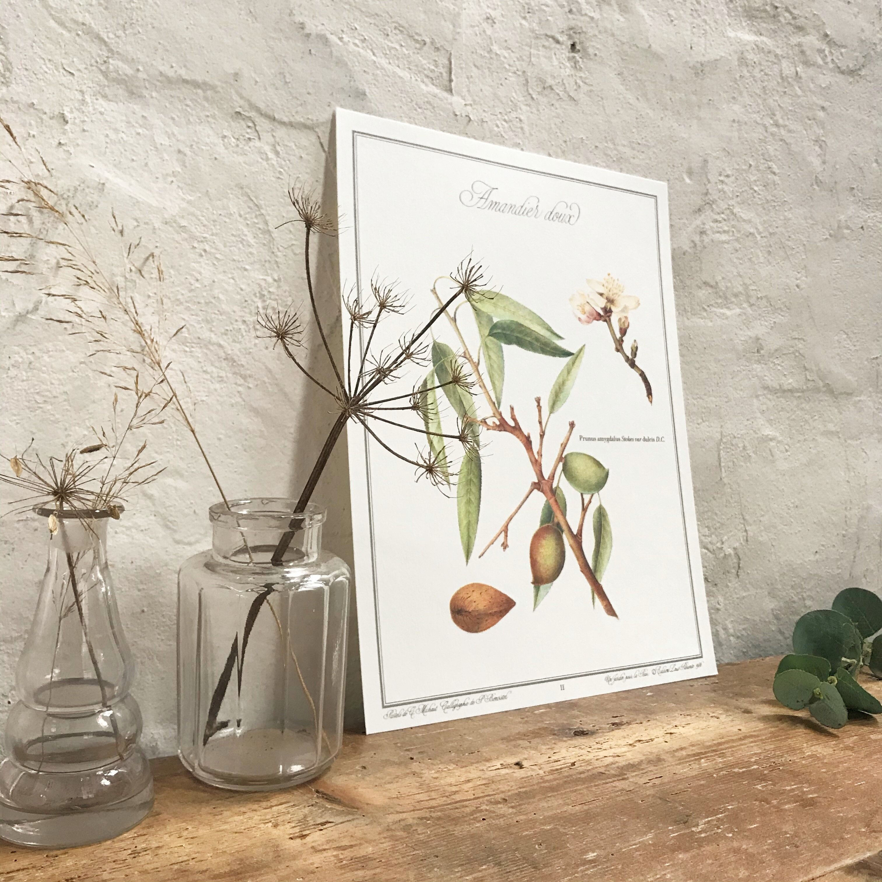 Botanical plank the sweet almond tree