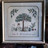 Tableau botanique L'Avocatier