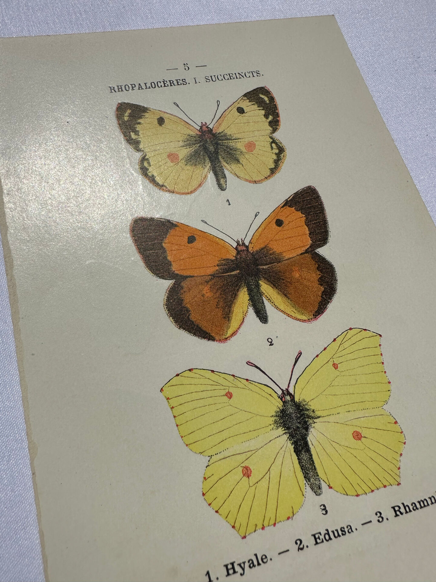 Naturalist plate engraving butterfly 19th century