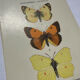 Naturalist plate engraving butterfly 19th century