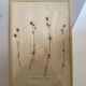 Framed herbarium boards, 1900s