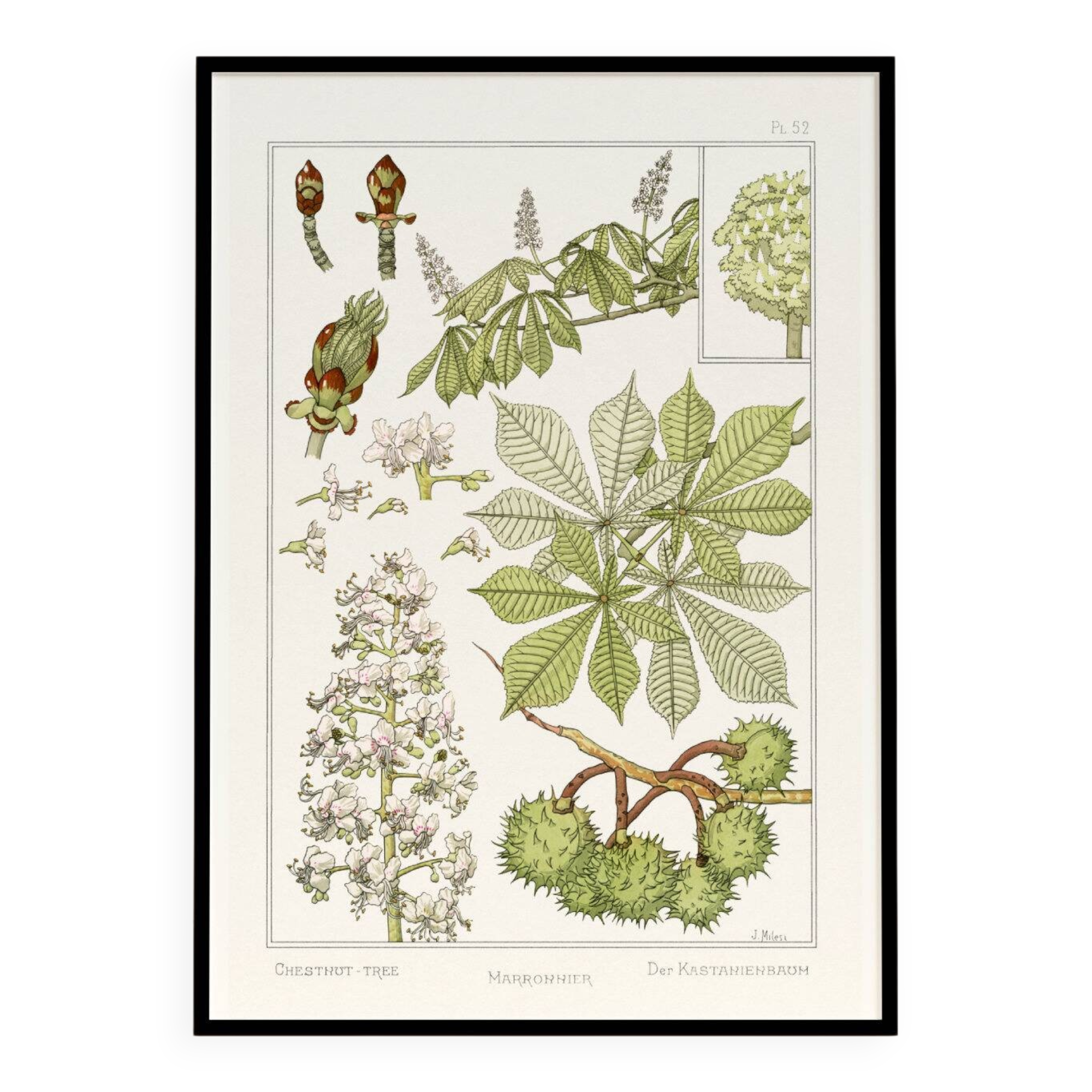 Poster “Chestnut Tree”, after an Art Nouveau lithograph from 1897