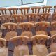 Set of 60 bistro cafe bar restaurant chairs - wood - vintage