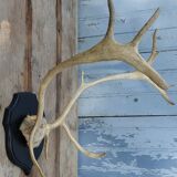 Reindeer trophy