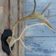 Reindeer trophy