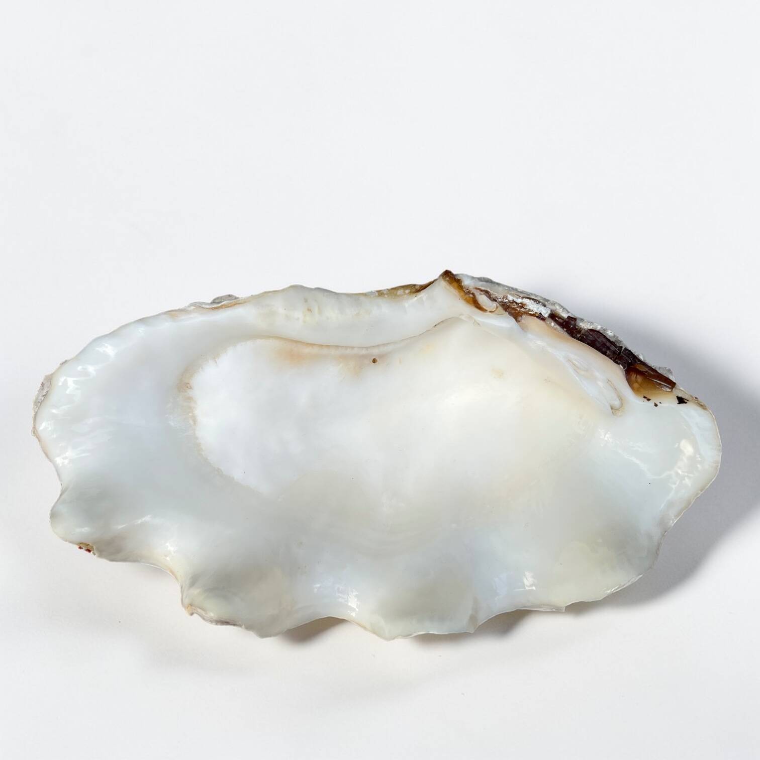 Vide-poche coquillage bénitier, années 70