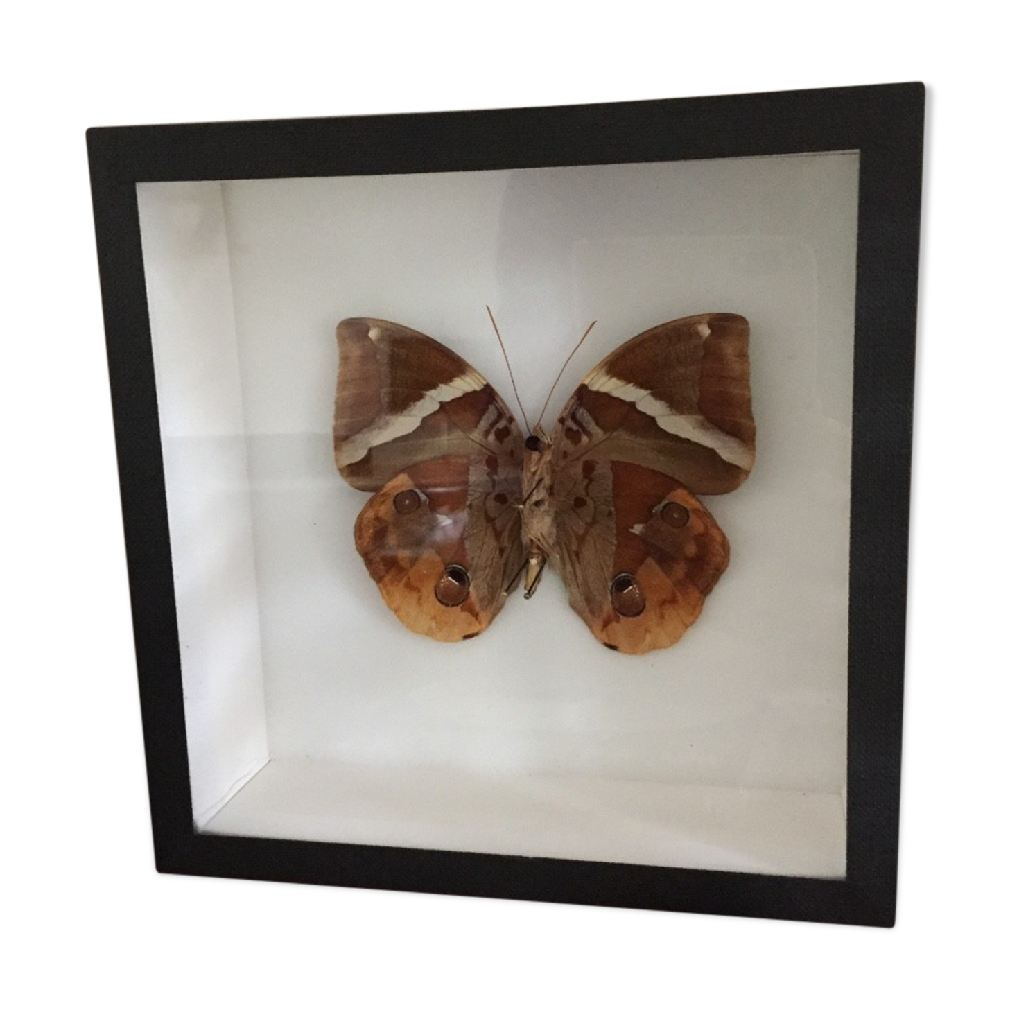 Brown Butterfly framed Deyrolle curiosity cabinet