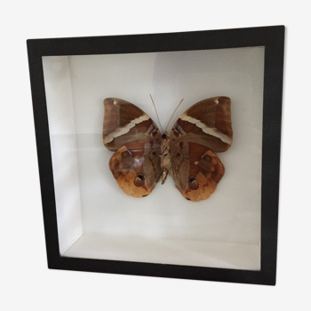 Papillon marron encadré Deyrolle cabinet de curiosité