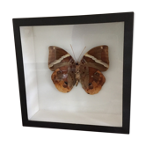 Brown Butterfly framed Deyrolle curiosity cabinet