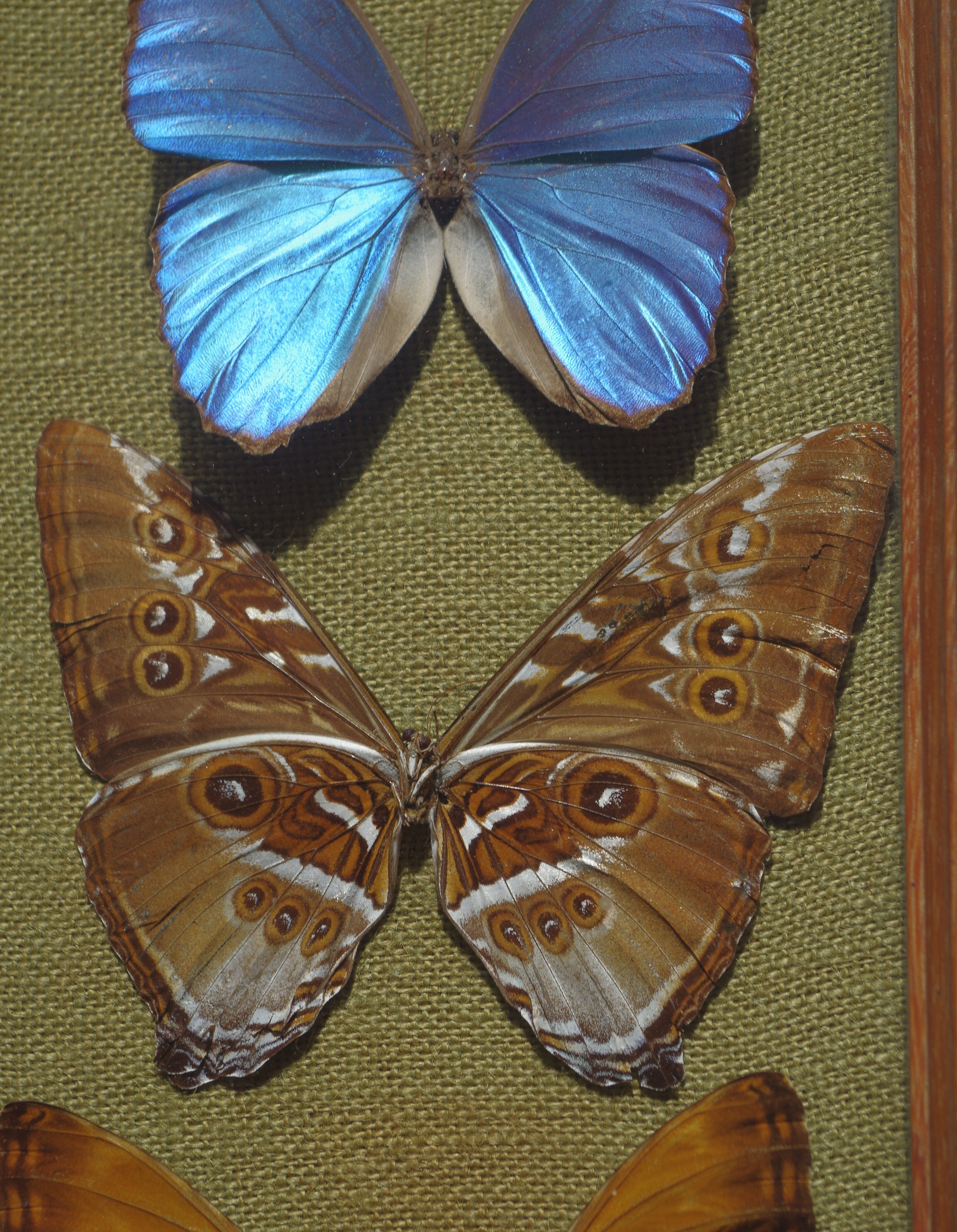 Naturalized butterflies