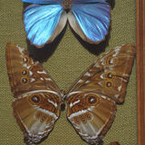 Naturalized butterflies