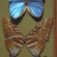 Papillons naturalisés