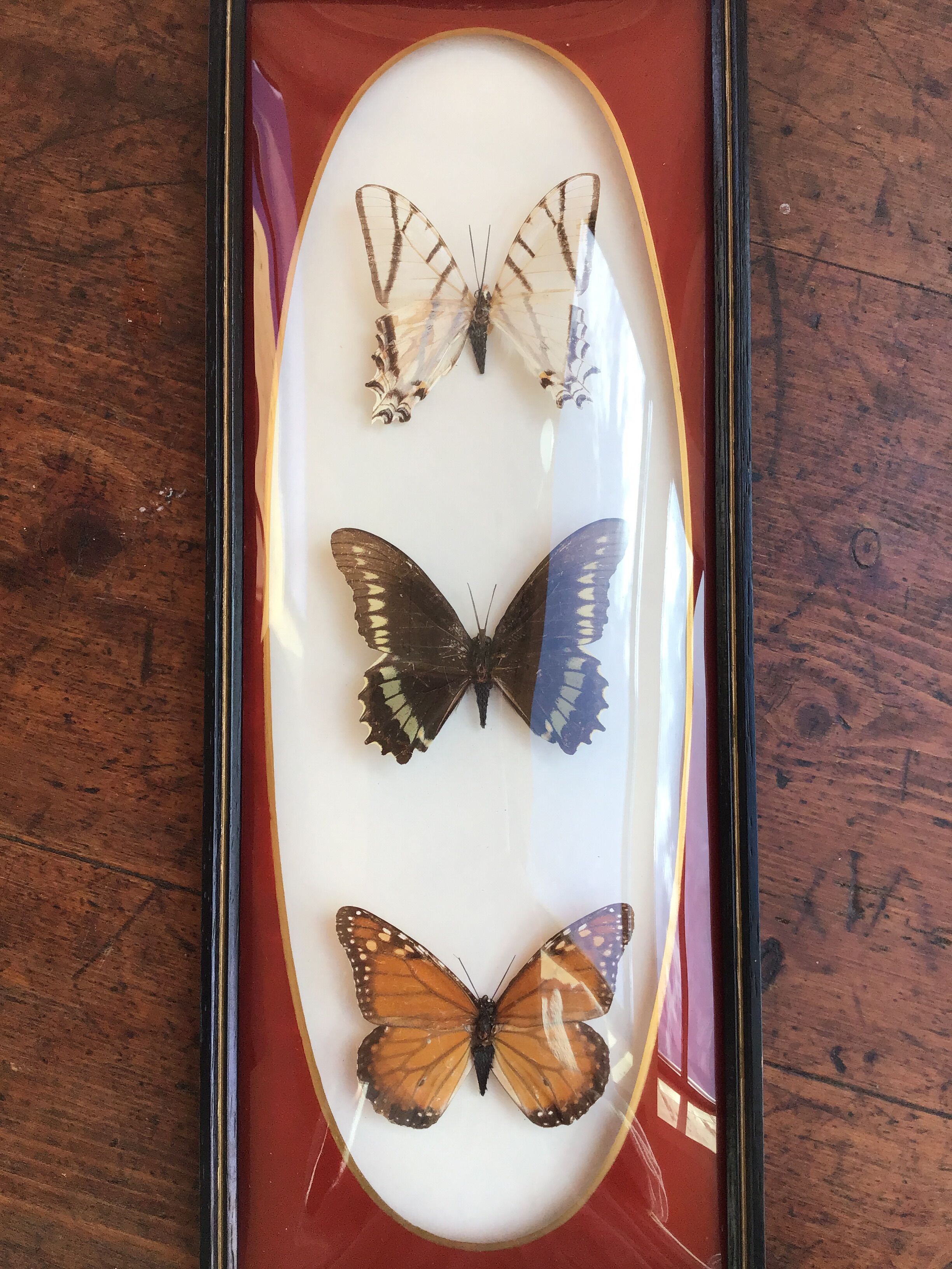 Naturalized butterfly frame