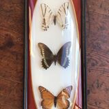 Naturalized butterfly frame
