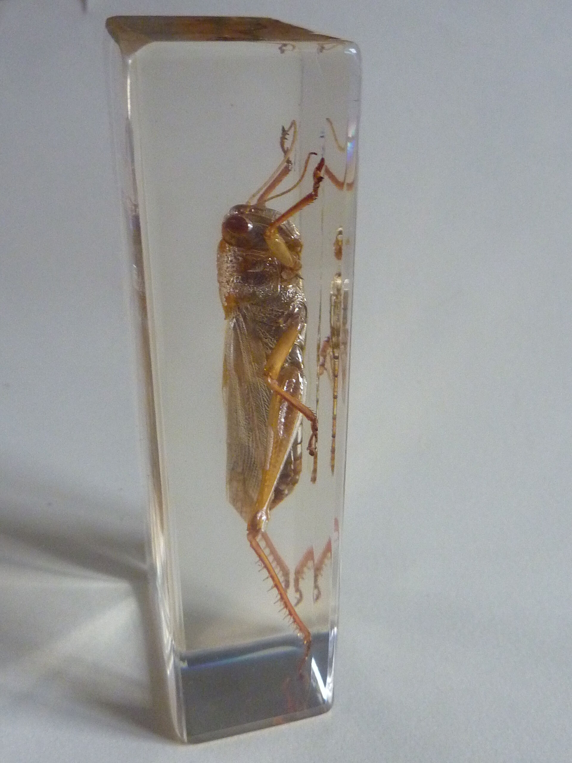 Inclusion insect, curiosity cabinet