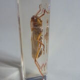 Inclusion insect, curiosity cabinet