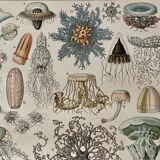 Lithograph on oceanography - 1900
