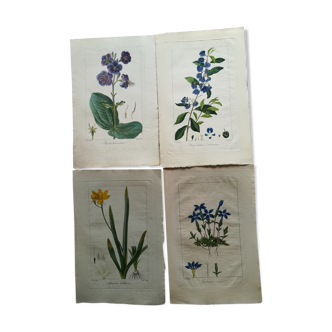 Lot of 4 botanical boards
