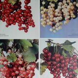 Botanical poster on groselles 1947