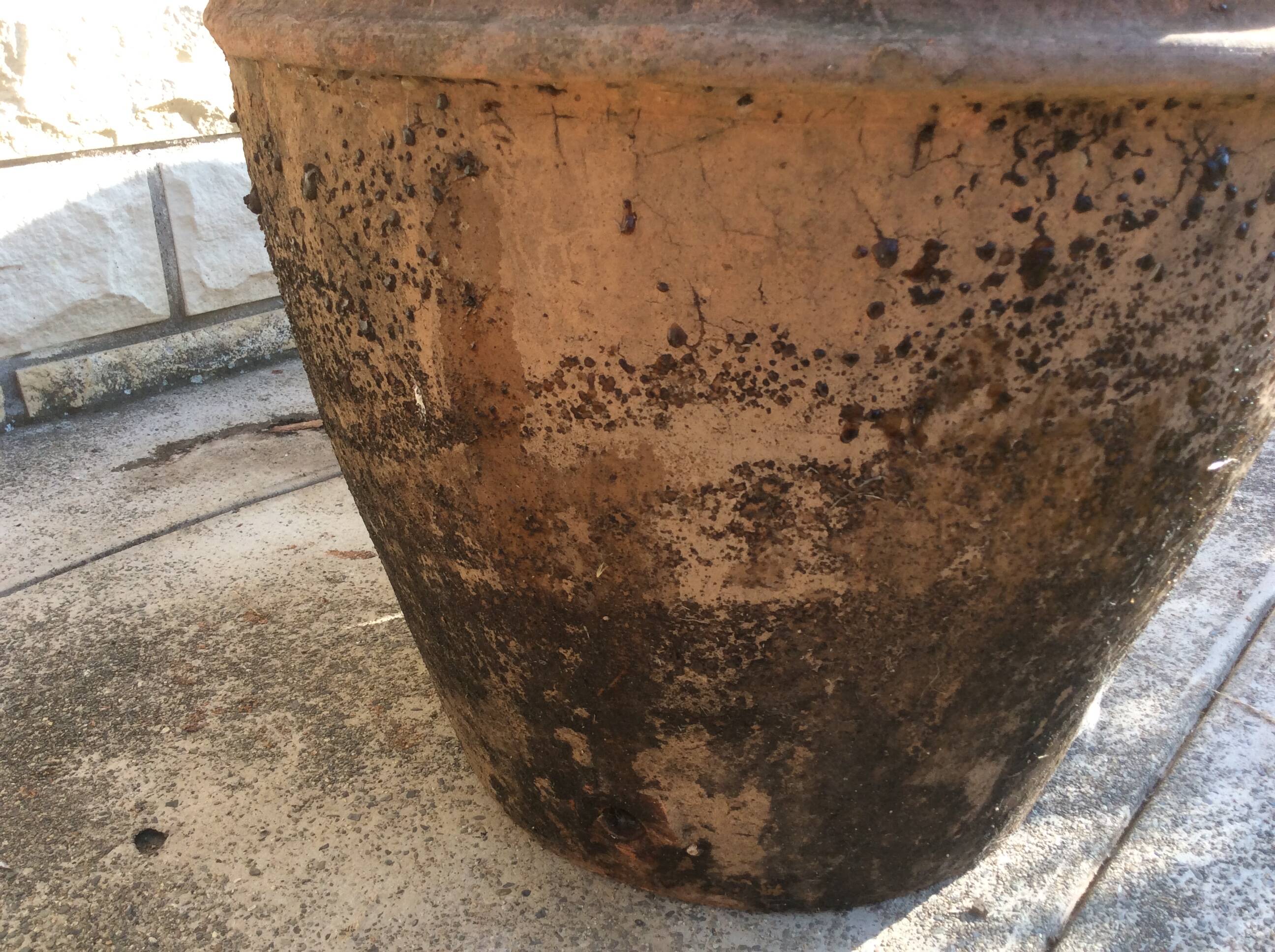 Ancient Orcio dà olio italiano