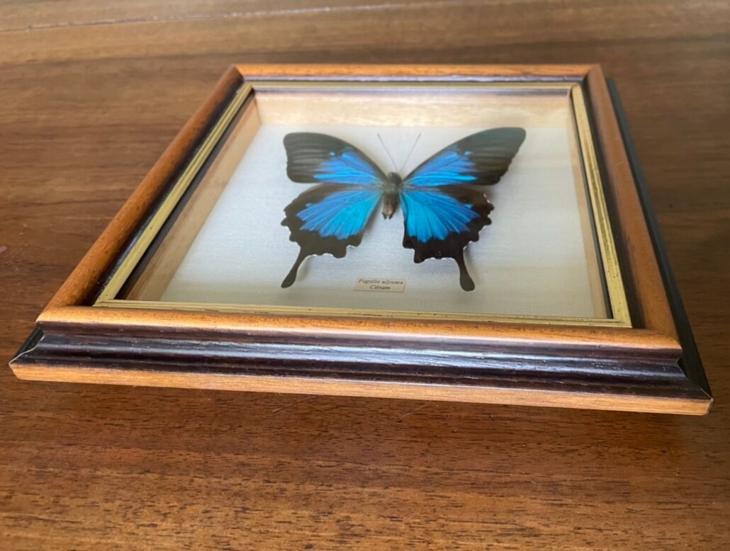 Naturalized butterfly frame