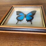Naturalized butterfly frame
