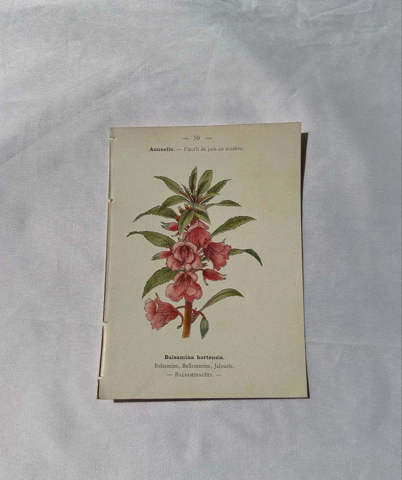 Planche Botanique Gravure naturaliste ancienne 19eme recto verso