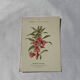 Planche Botanique Gravure naturaliste ancienne 19eme recto verso