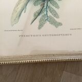 Bird lithographs