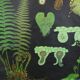 Large Vintage School Map The Fern Jung Koch Quentell 117cm