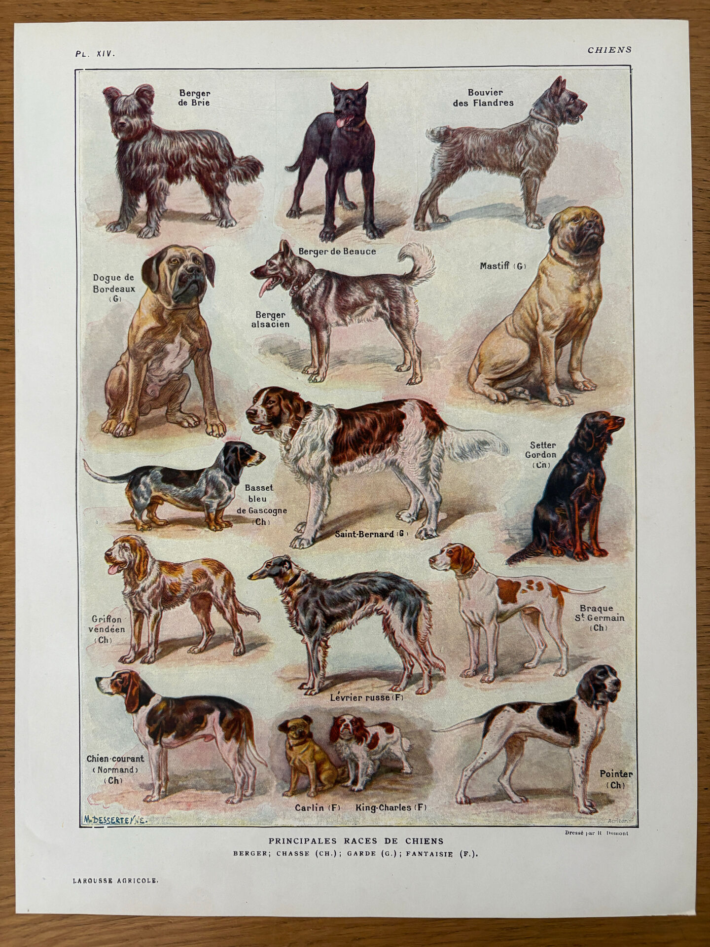 Réservé Julia - 2 planches illustrées sur les chiens