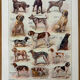 Réservé Julia - 2 planches illustrées sur les chiens
