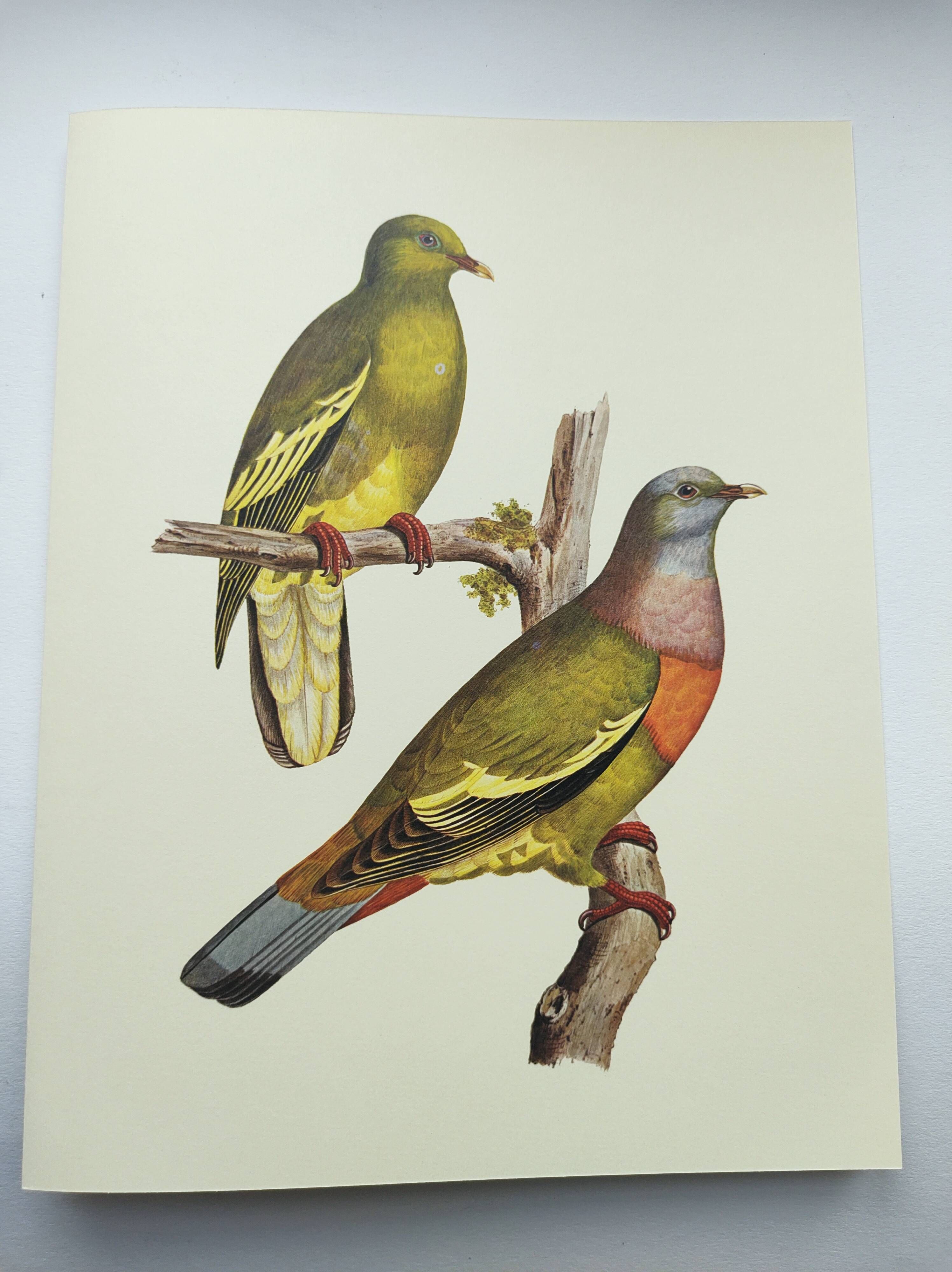 Old plate - Colombar girouanne - Vintage zoological and ornithological illustration from 1970