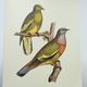 Old plate - Colombar girouanne - Vintage zoological and ornithological illustration from 1970