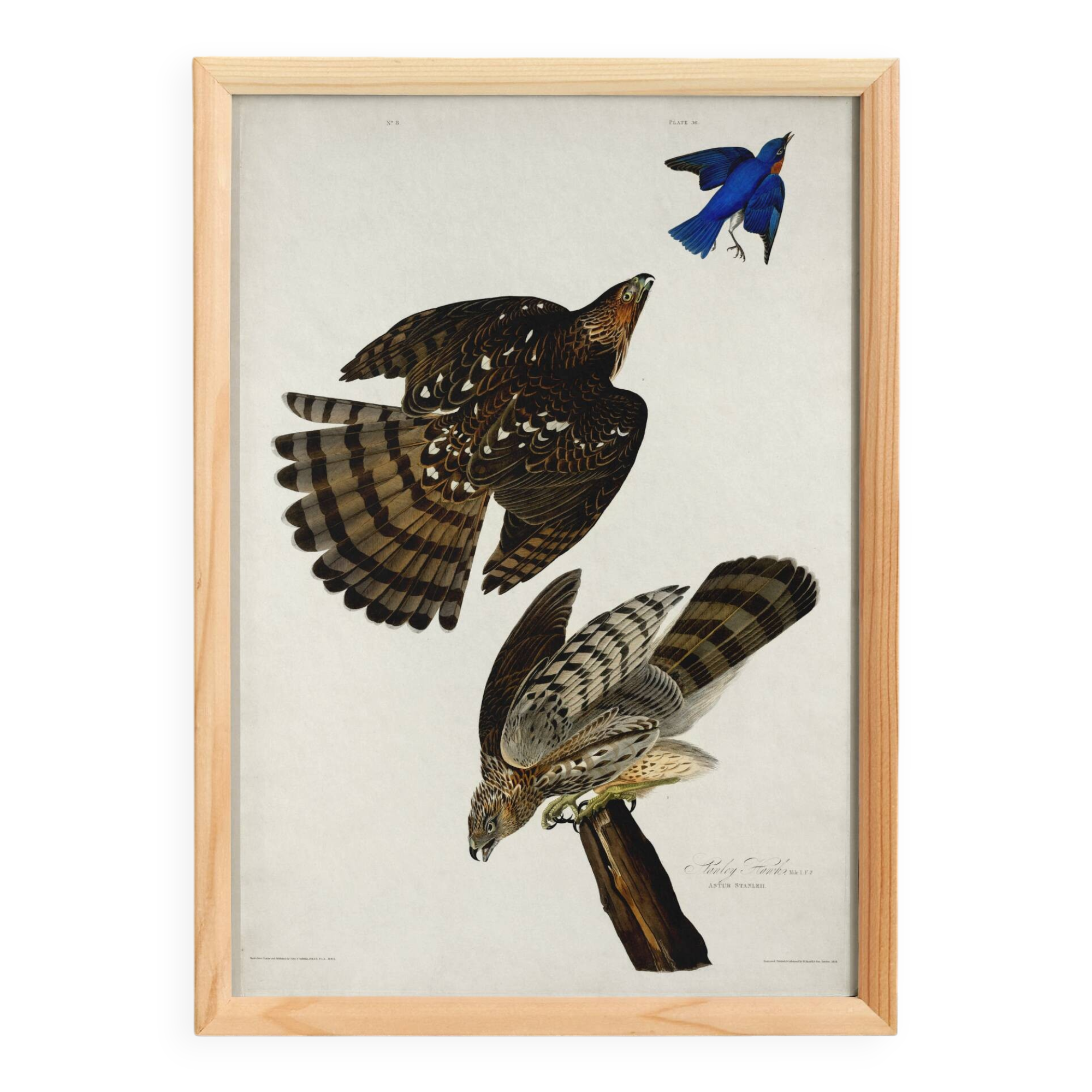 Poster for Cooper's Falcon, based on an old engraving from 1827.