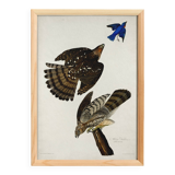 Poster for Cooper's Falcon, based on an old engraving from 1827.