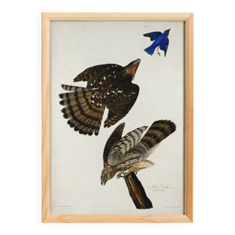 Poster for Cooper's Falcon, based on an old engraving from 1827.