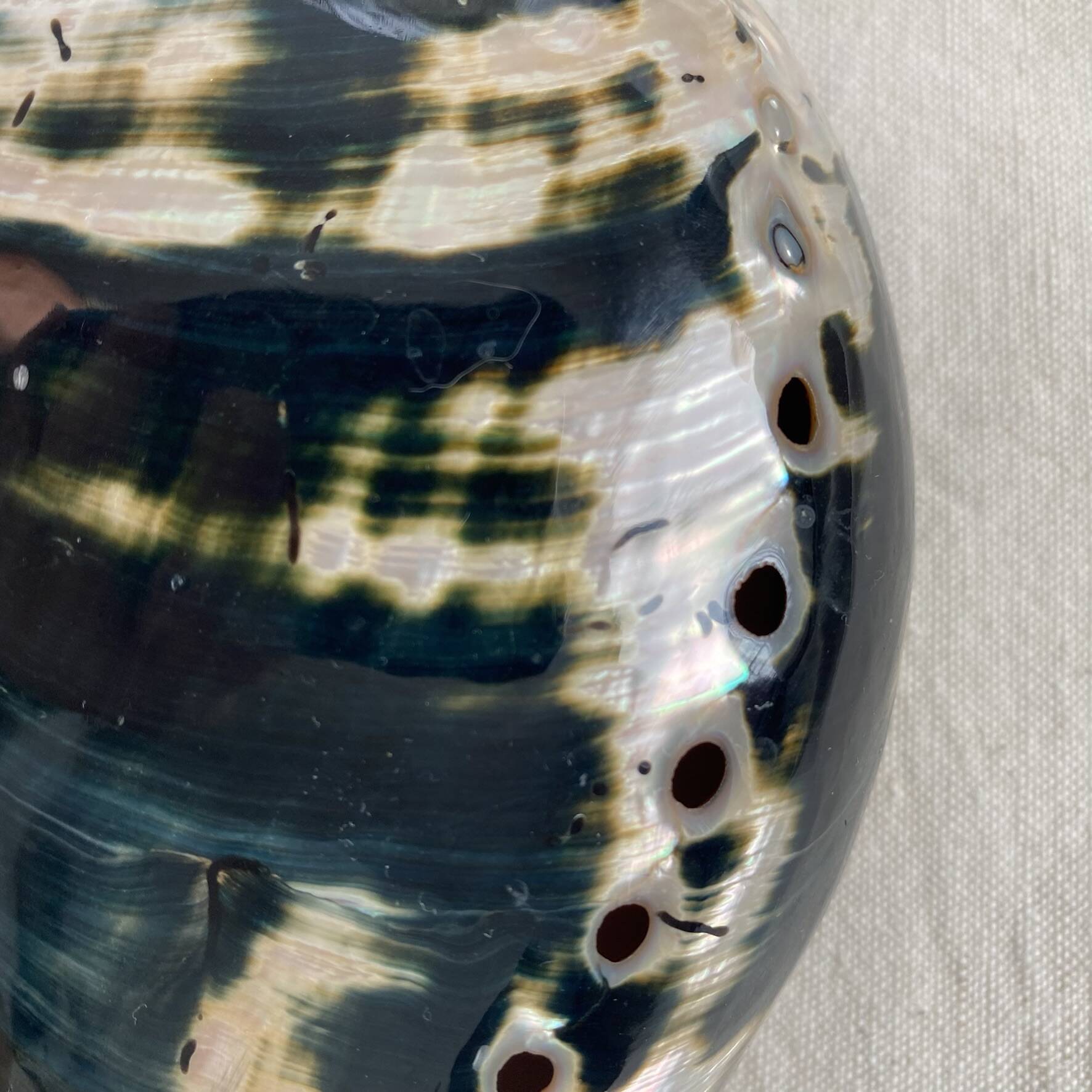 Polished abalone shell, catch-all or decorative object.