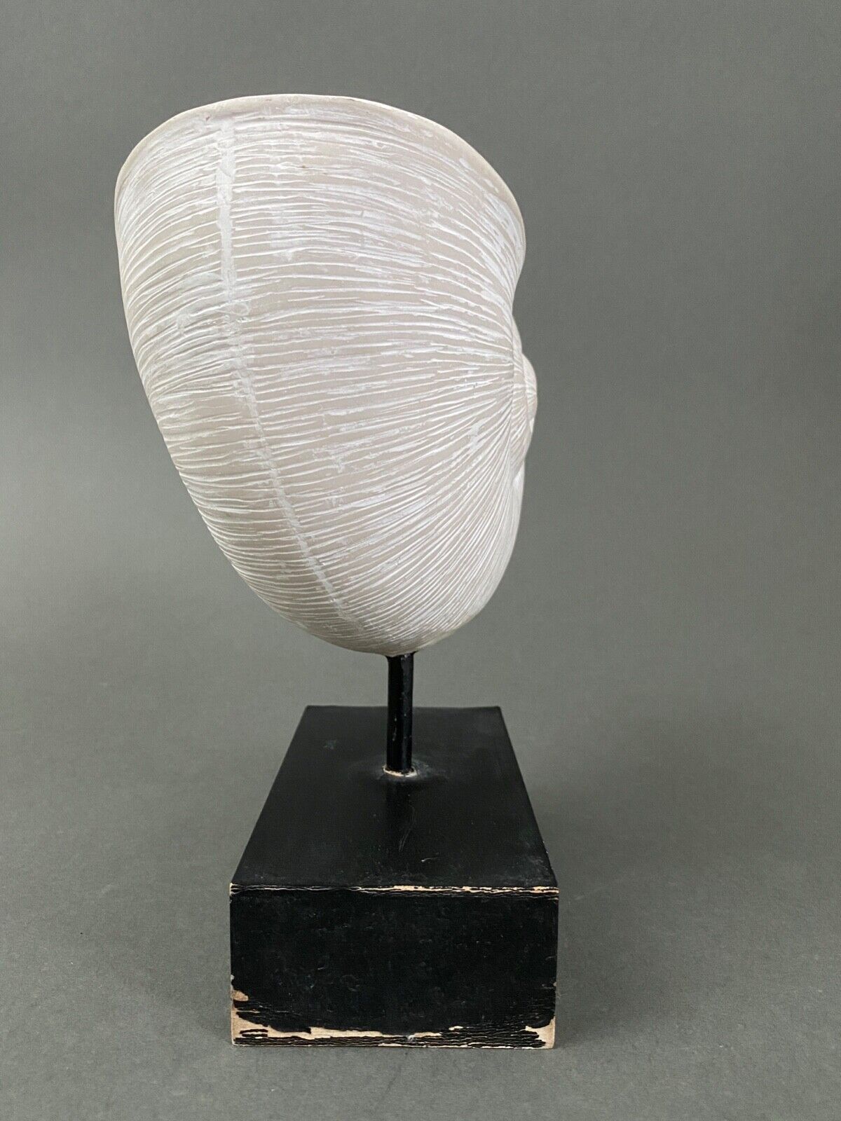 Plaster shell on blackened wooden base cabinet of curiosities XXth