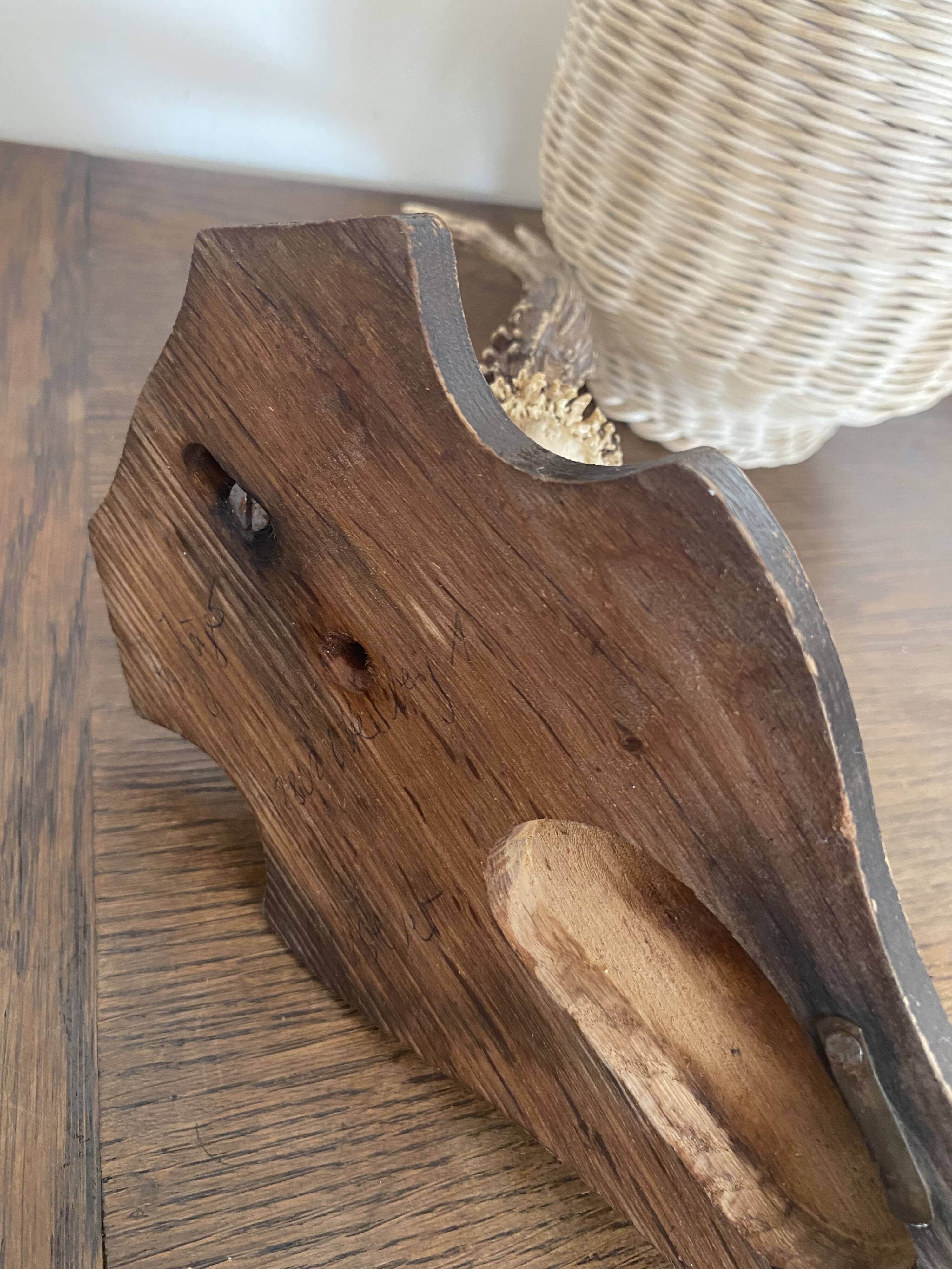 Horns on base, cabinet of curiosities