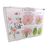 Botanical school poster Montmorillon 15 & 16