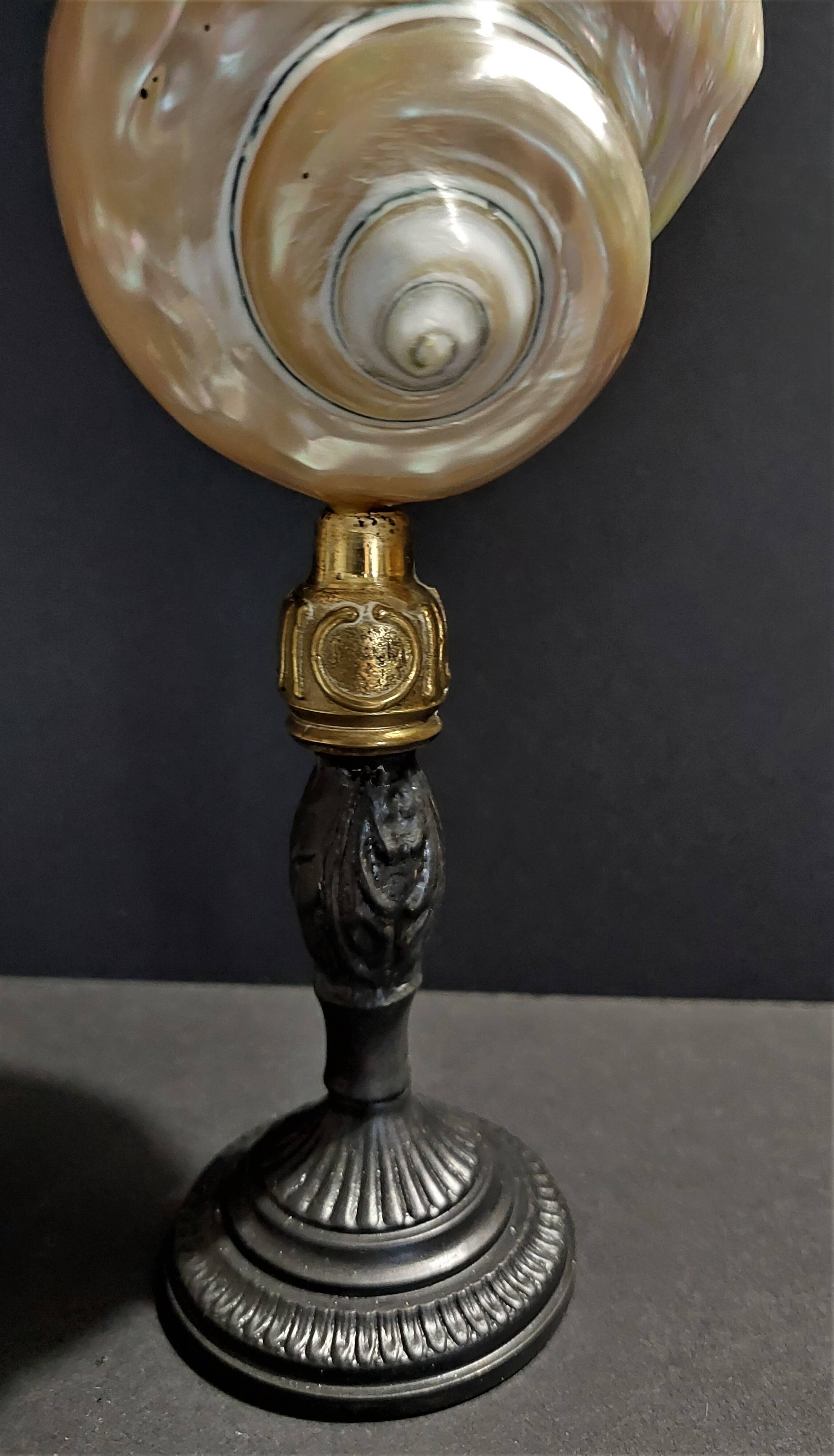 Cabinet of Curiosities pearly shell turbo imperialis on base