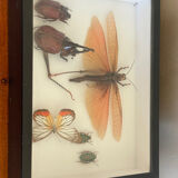 Naturalized insect frame