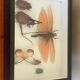 Cadre insectes naturalisés