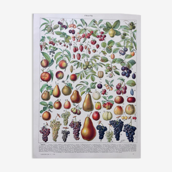 Old illustration Millot "Fruits"